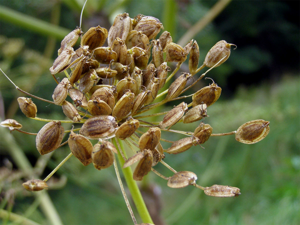 Bolševník velkolepý (Heracleum mantegazzianum Sommier et Levier)