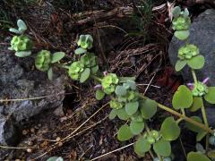 Měrnice (Ballota pseudodictamnus (L.) Benth.)