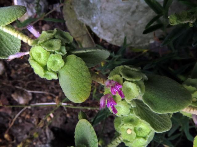 Měrnice (Ballota pseudodictamnus (L.) Benth.)