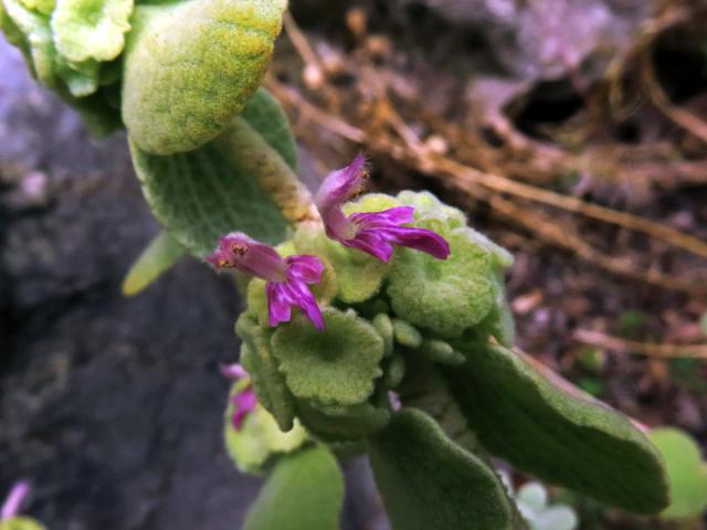 Měrnice (Ballota pseudodictamnus (L.) Benth.)