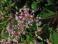 Latnatec americký (Ceanothus americanus L.)