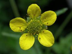 Kuklík městský (Geum urbanum L.)