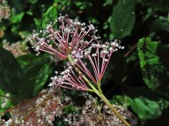 Latnatec americký (Ceanothus americanus L.)