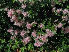 Latnatec americký (Ceanothus americanus L.)