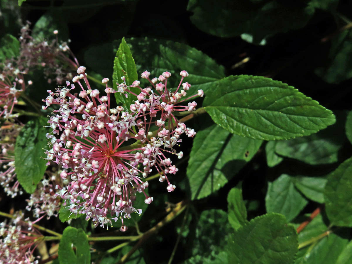 Latnatec americký (Ceanothus americanus L.)