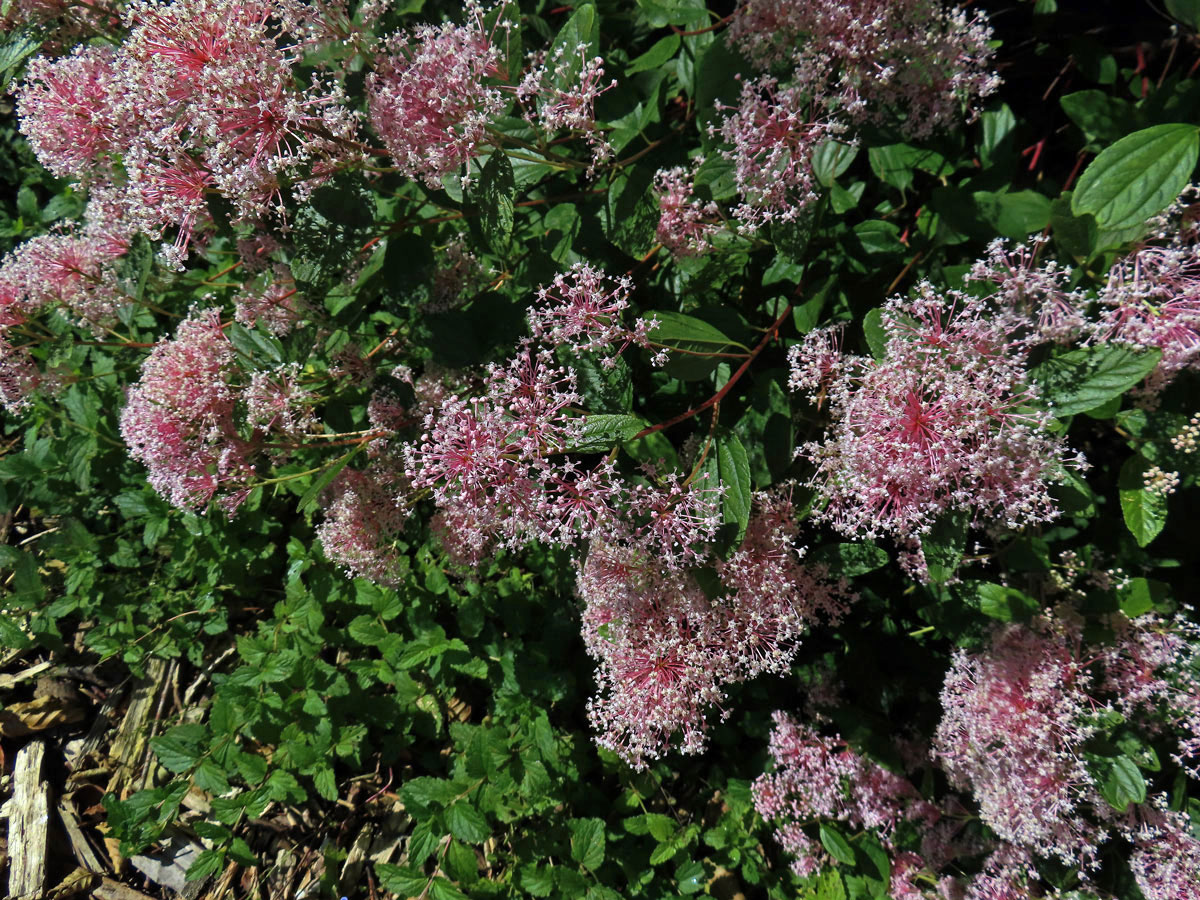 Latnatec americký (Ceanothus americanus L.)