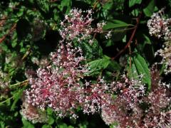 Latnatec americký (Ceanothus americanus L.)