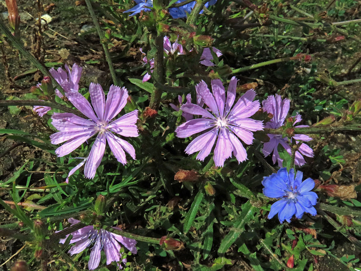 Čekanka obecná (Cichorium intybus L.) - květenství růžových květů (1a)1a)