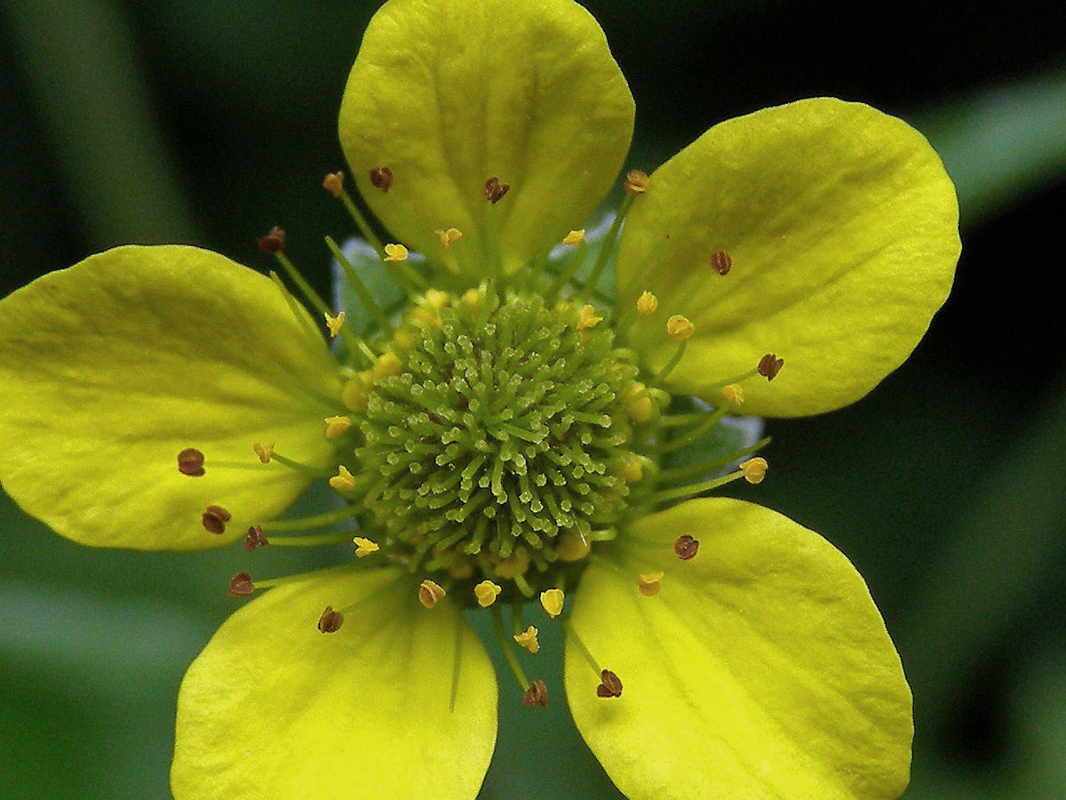 Kuklík městský (Geum urbanum L.)