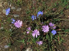 Čekanka obecná (Cichorium intybus L.) - květenství růžových květů (1b)