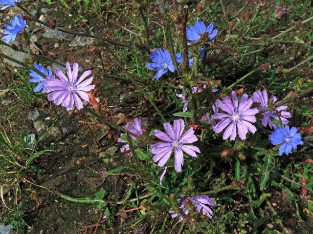 Čekanka obecná (Cichorium intybus L.) - květenství růžových květů (1c)