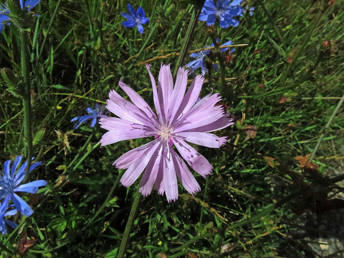 Čekanka obecná (Cichorium intybus L.) - květenství růžových květů (2c)