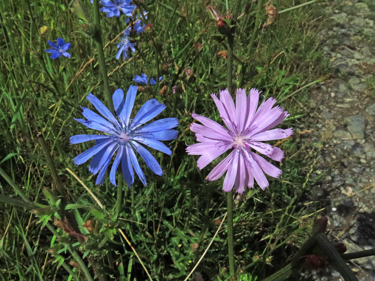 Čekanka obecná (Cichorium intybus L.) - květenství růžových květů (2d)