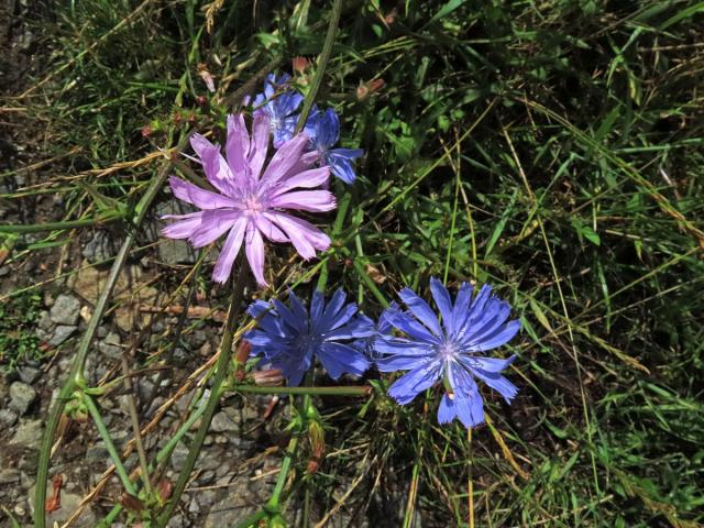 Čekanka obecná (Cichorium intybus L.) - květenství růžových květů (3a)