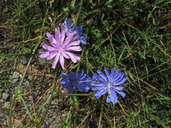 Čekanka obecná (Cichorium intybus L.) - květenství růžových květů (3a)