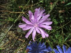 Čekanka obecná (Cichorium intybus L.) - květenství růžových květů (3b)