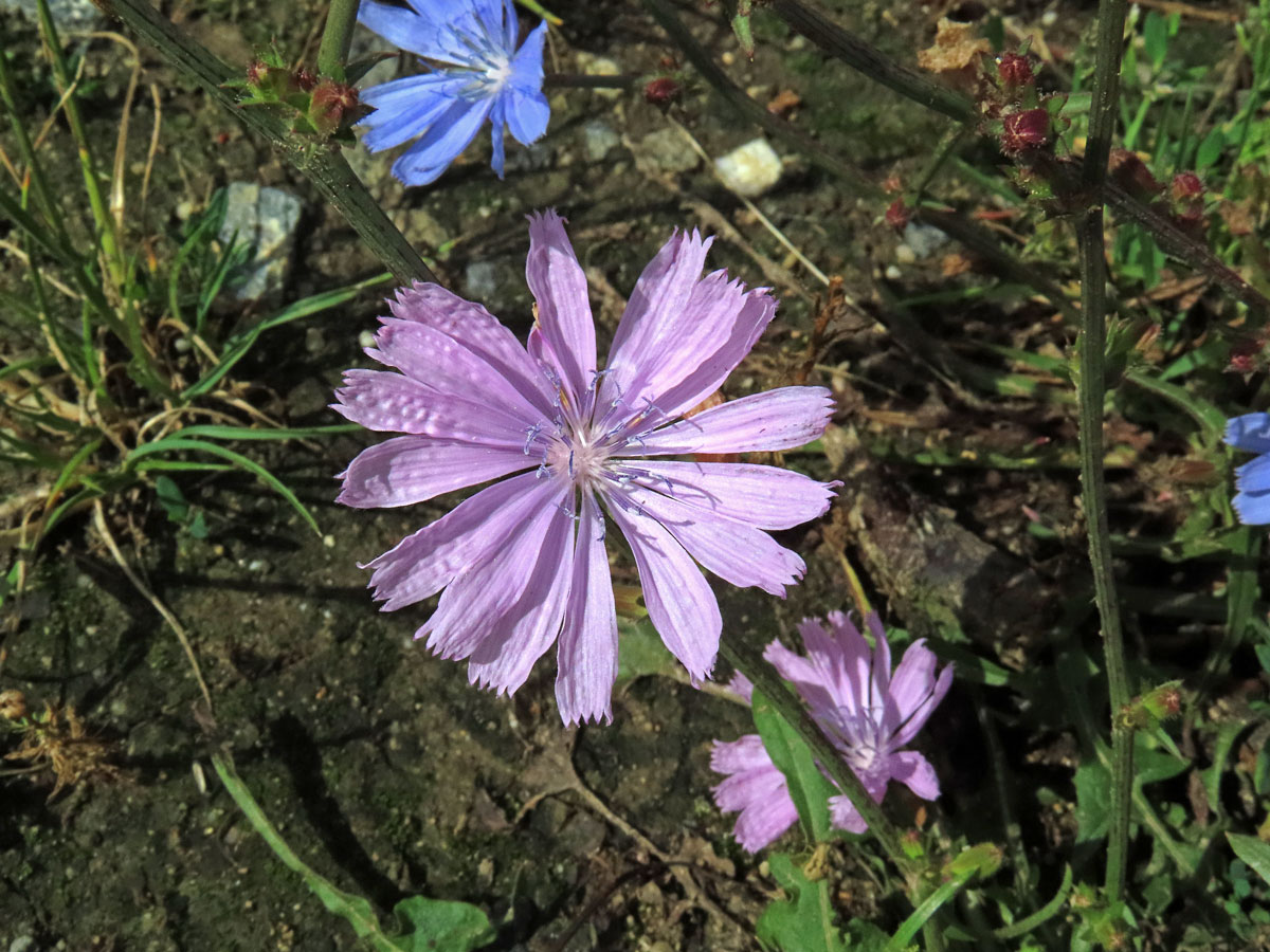 Čekanka obecná (Cichorium intybus L.) - květenství růžových květů (4a)