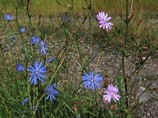 Čekanka obecná (Cichorium intybus L.) - květenství růžových květů (2b)