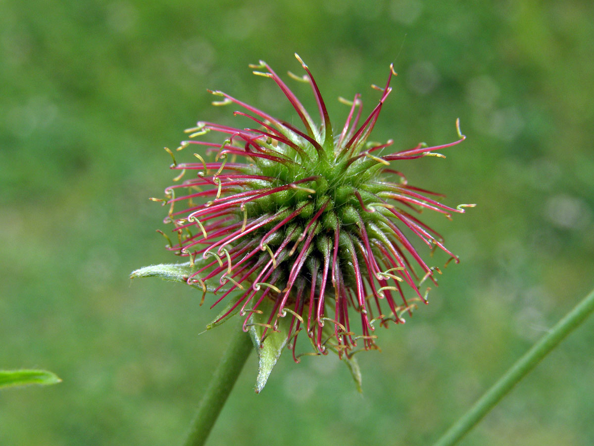 Kuklík městský (Geum urbanum L.)