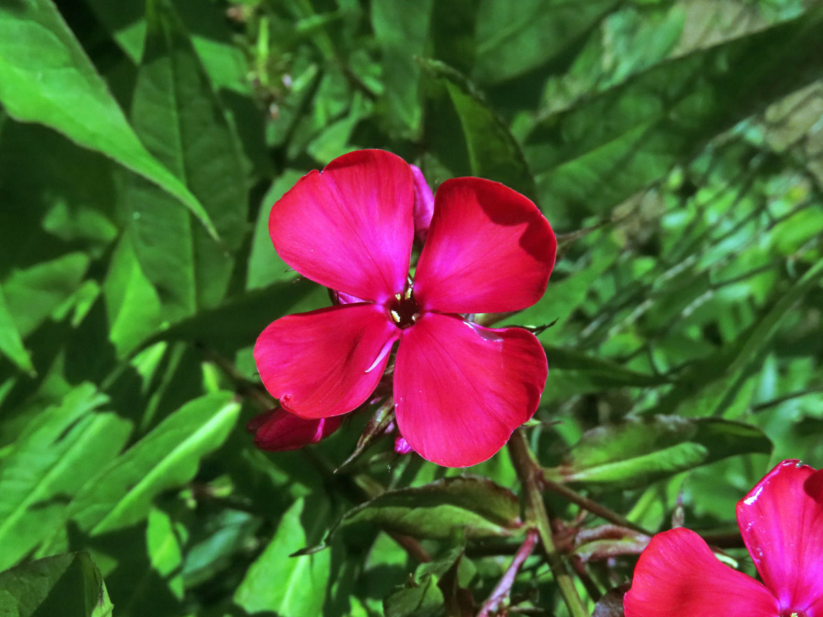 Plamenka latnatá (Phlox paniculata L.) s čtyřčetným květem (31)