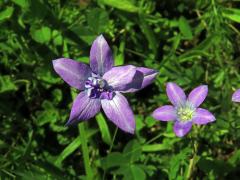 Deformovaný květ zvonku rozkladitého (Campanupa patula L.)