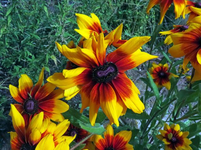 Fasciace třapatky srstnaté (Rudbeckia hirta L.) (1a)