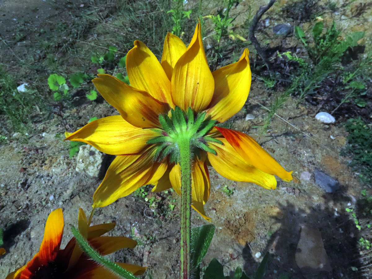 Fasciace třapatky srstnaté (Rudbeckia hirta L.) (1b)