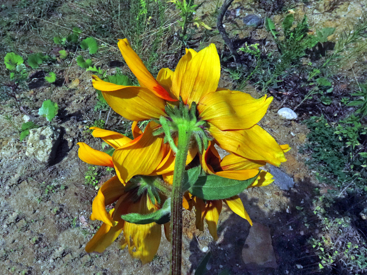 Fasciace třapatky srstnaté (Rudbeckia hirta L.) (2b)