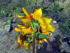 Fasciace třapatky srstnaté (Rudbeckia hirta L.) (2b)