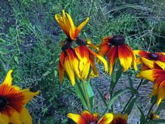 Fasciace třapatky srstnaté (Rudbeckia hirta L.) (3a)