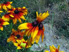 Fasciace třapatky srstnaté (Rudbeckia hirta L.) (3b)