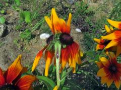 Fasciace třapatky srstnaté (Rudbeckia hirta L.) (3d)