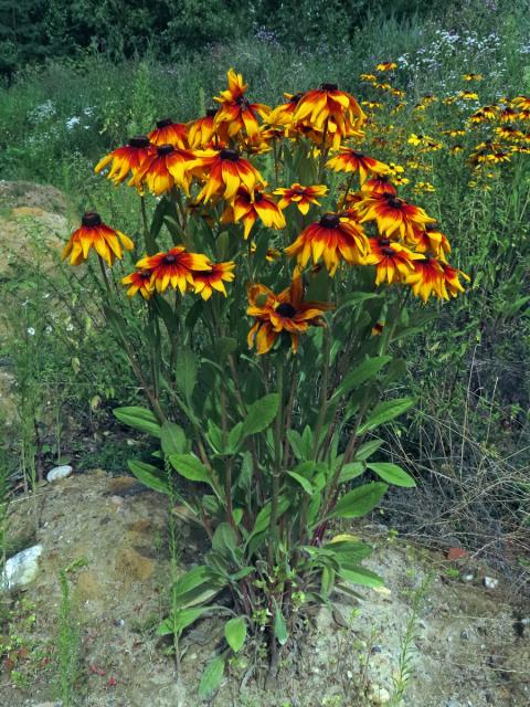 Třapatka srstnatá (Rudbeckia hirta L.)