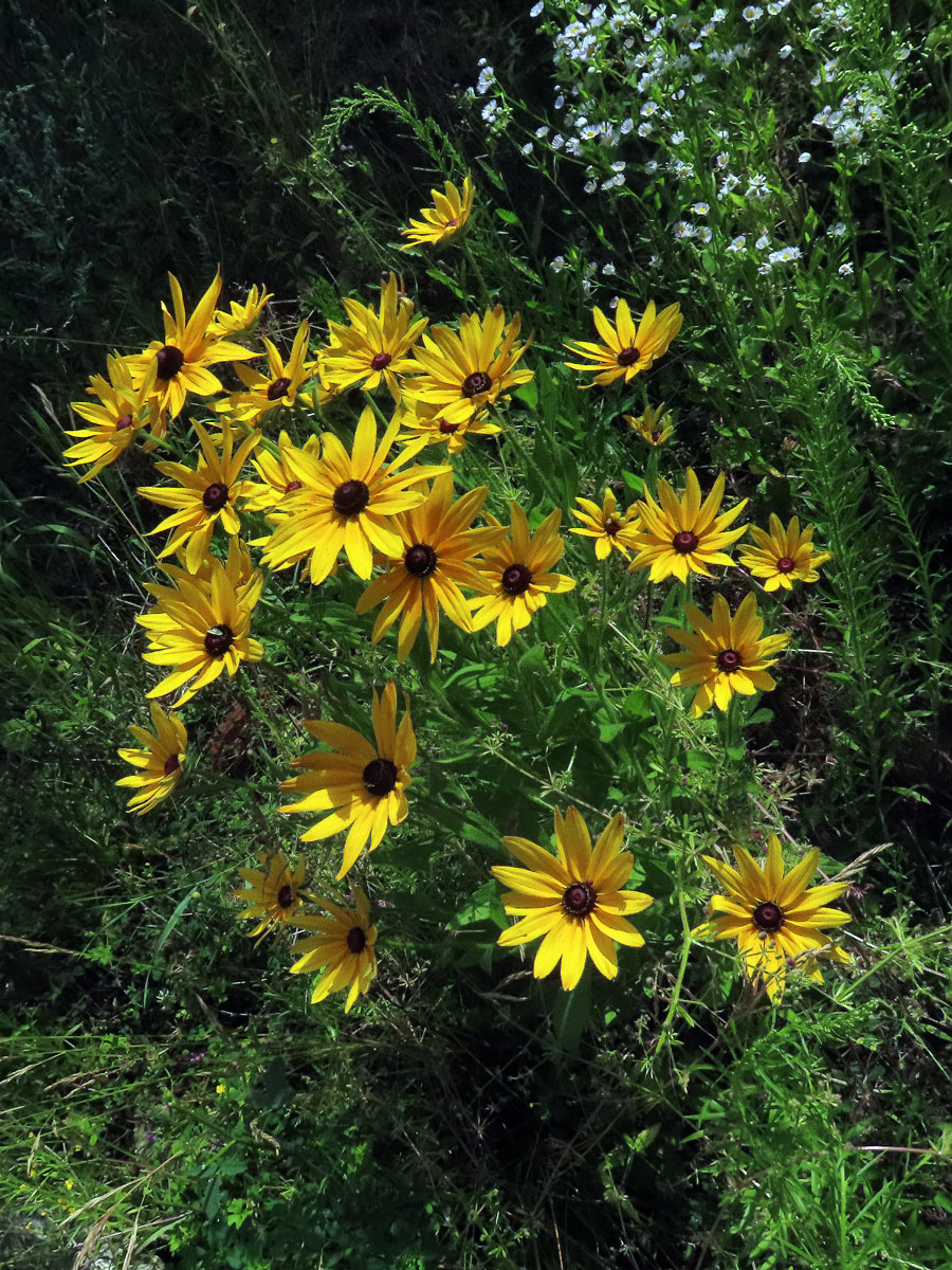 Třapatka srstnatá (Rudbeckia hirta L.)