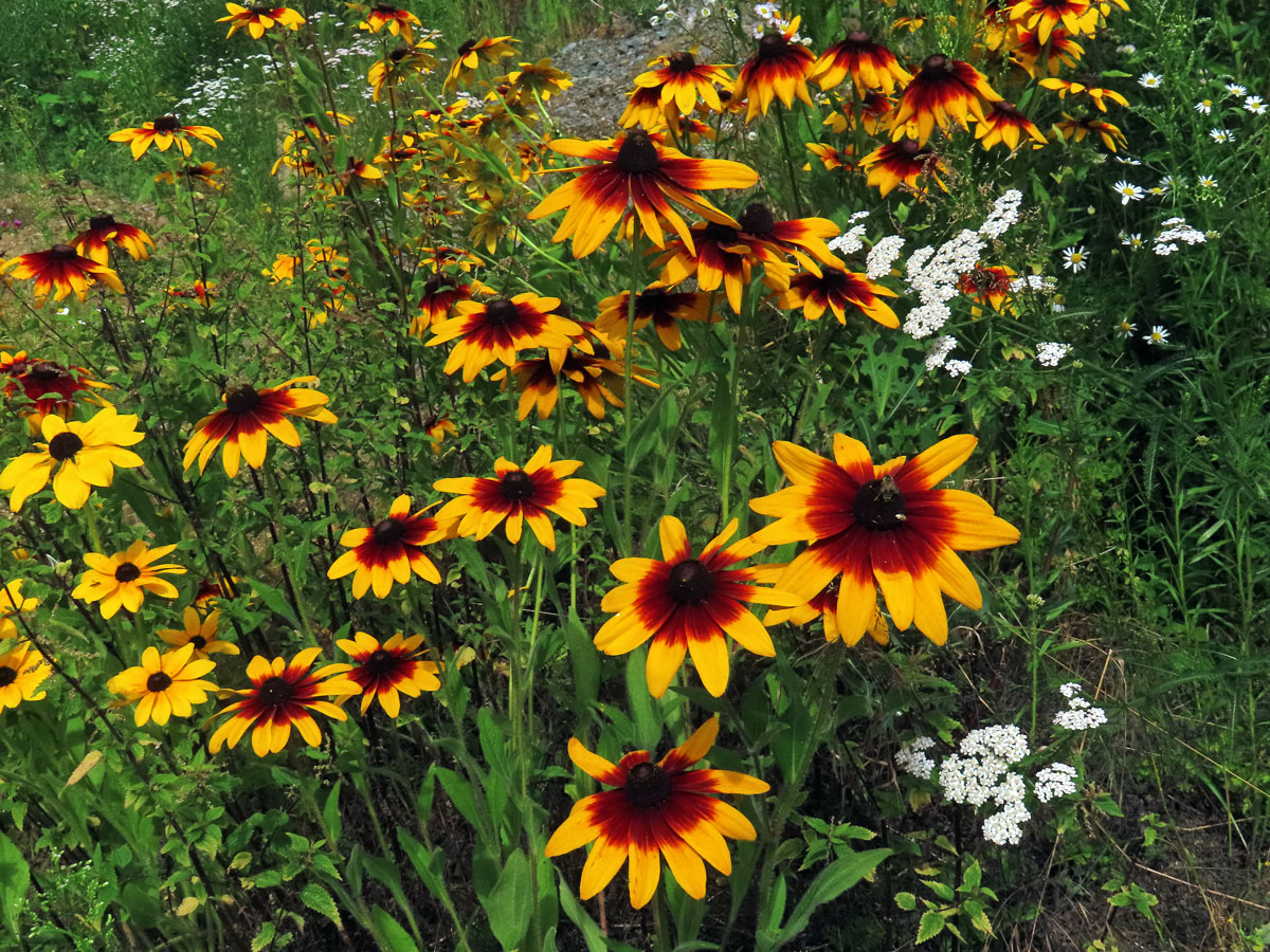 Třapatka srstnatá (Rudbeckia hirta L.)