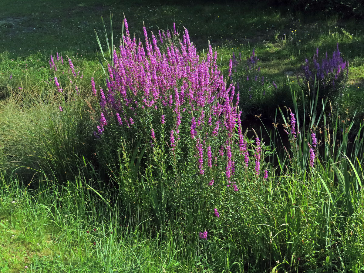 Kyprej vrbice (Lythrum salicaria L.)