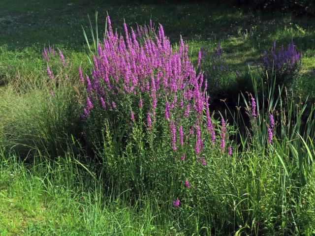 Kyprej vrbice (Lythrum salicaria L.)