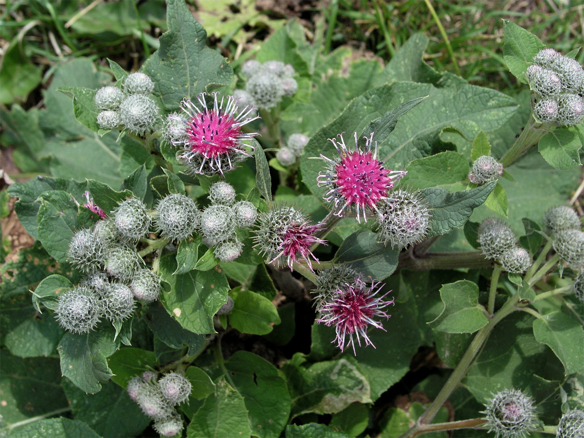 Lopuch plstnatý (Arctium tomentosum Mill.)