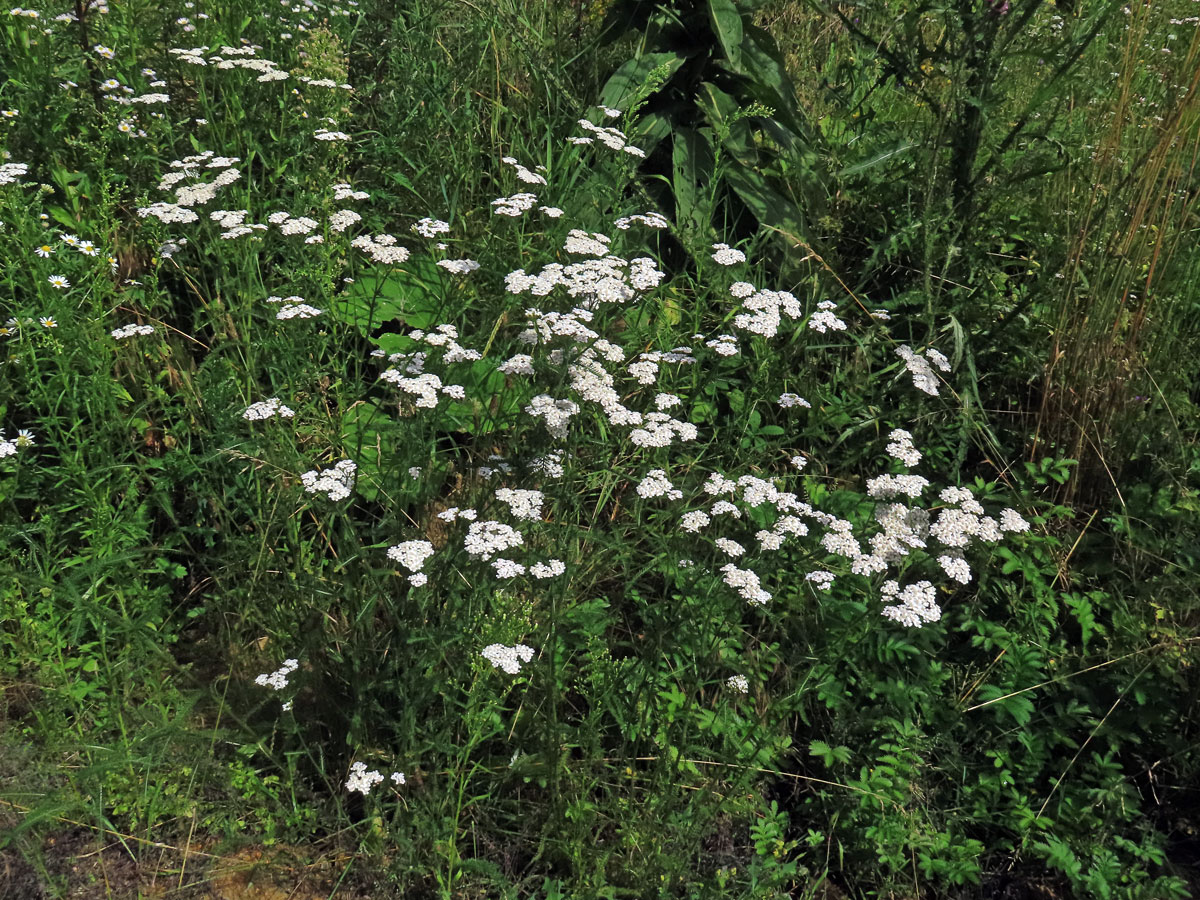 Řebříček obecný (Achillea millefolium L.)