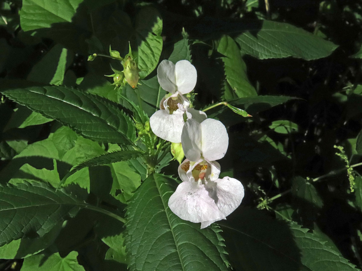 Netýkavka žláznatá (Impatiens glandulifera Royle) s bílými květy (1a)