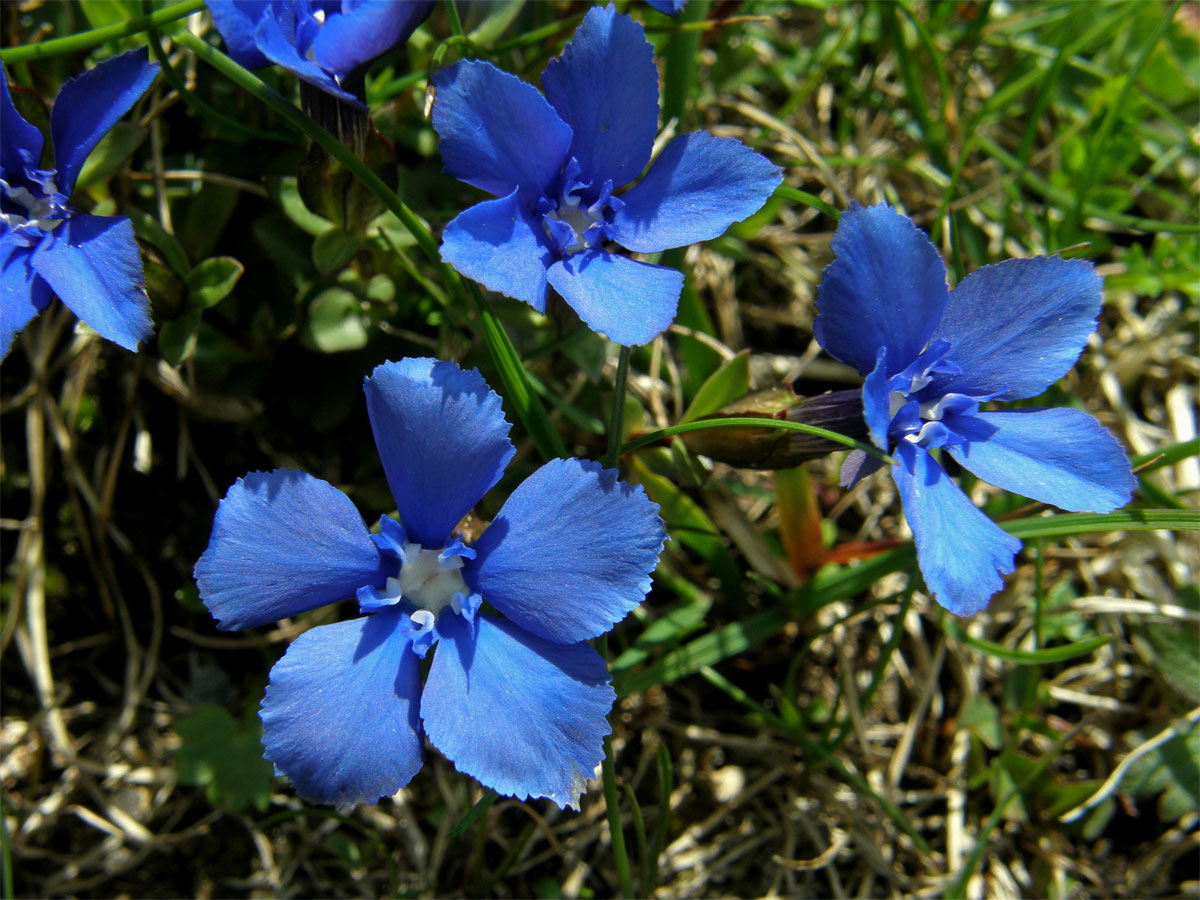 Hořec jarní (Gentiana verna  L.)