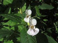 Netýkavka žláznatá (Impatiens glandulifera Royle) s bílými květy (1a)