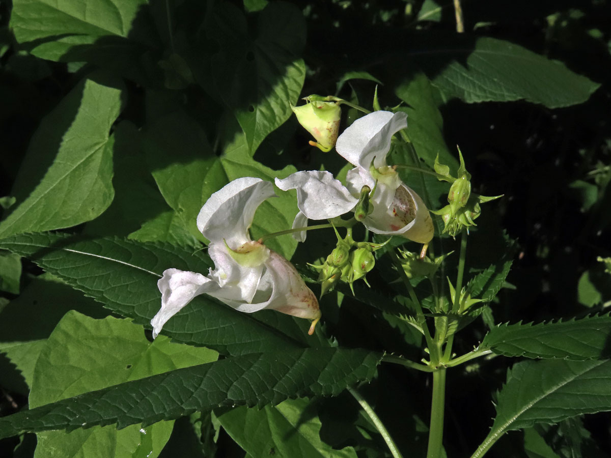 Netýkavka žláznatá (Impatiens glandulifera Royle) s bílými květy (1b)