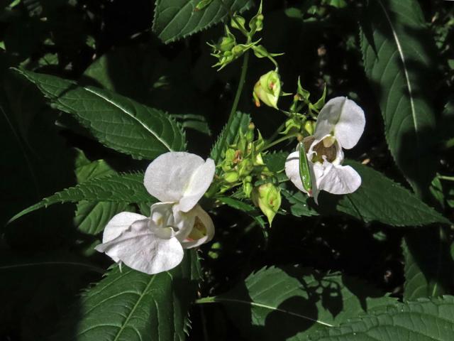 Netýkavka žláznatá (Impatiens glandulifera Royle) s bílými květy (1c)