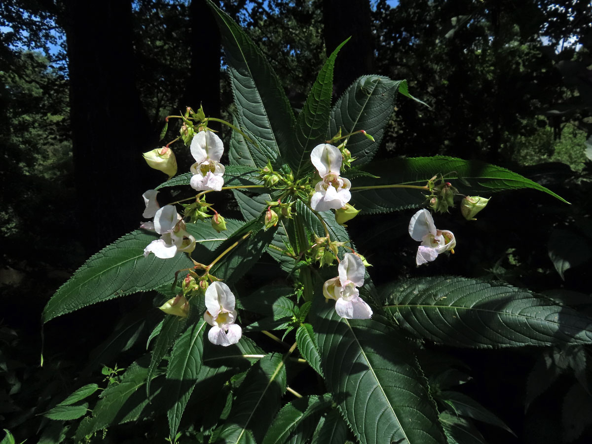 Netýkavka žláznatá (Impatiens glandulifera Royle) s bílými květy (2a)