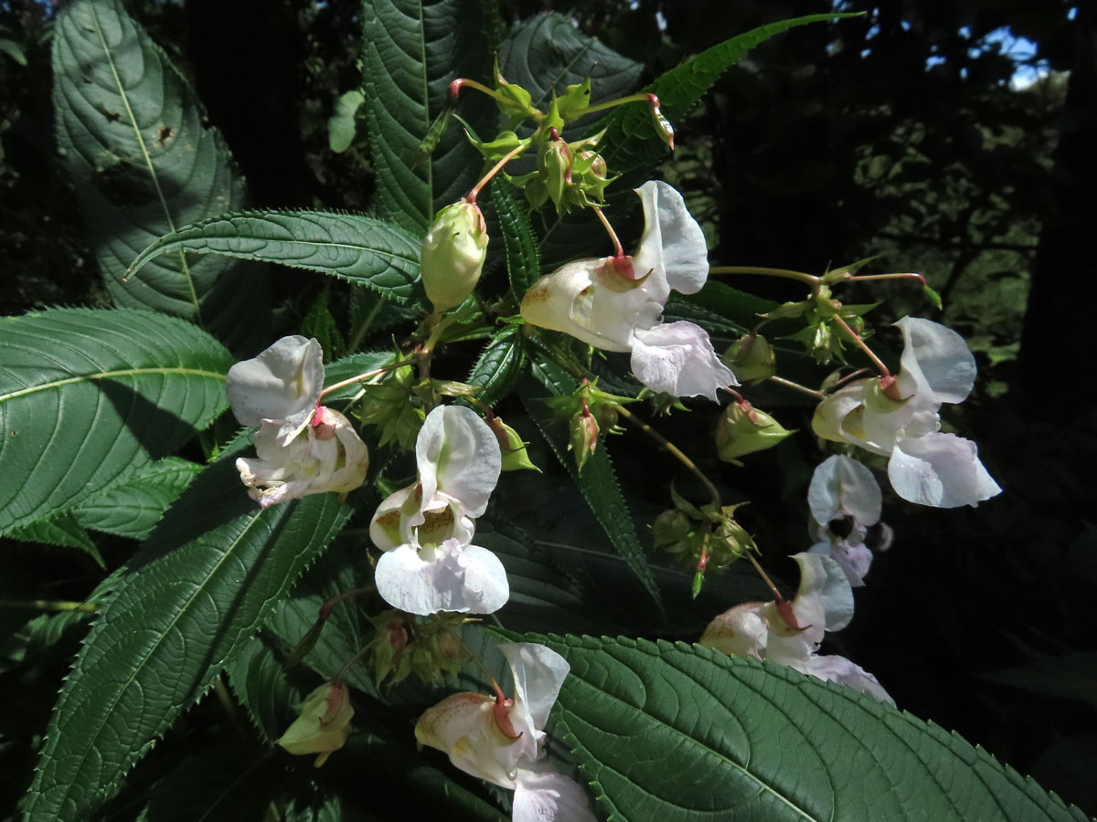 Netýkavka žláznatá (Impatiens glandulifera Royle) s bílými květy (2b)