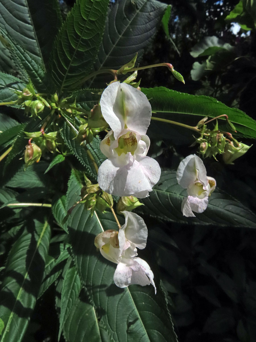 Netýkavka žláznatá (Impatiens glandulifera Royle) s bílými květy (2c)