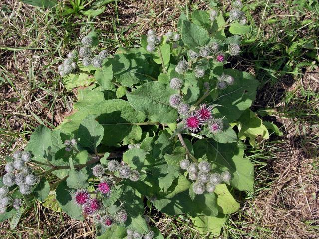 Lopuch plstnatý (Arctium tomentosum Mill.)