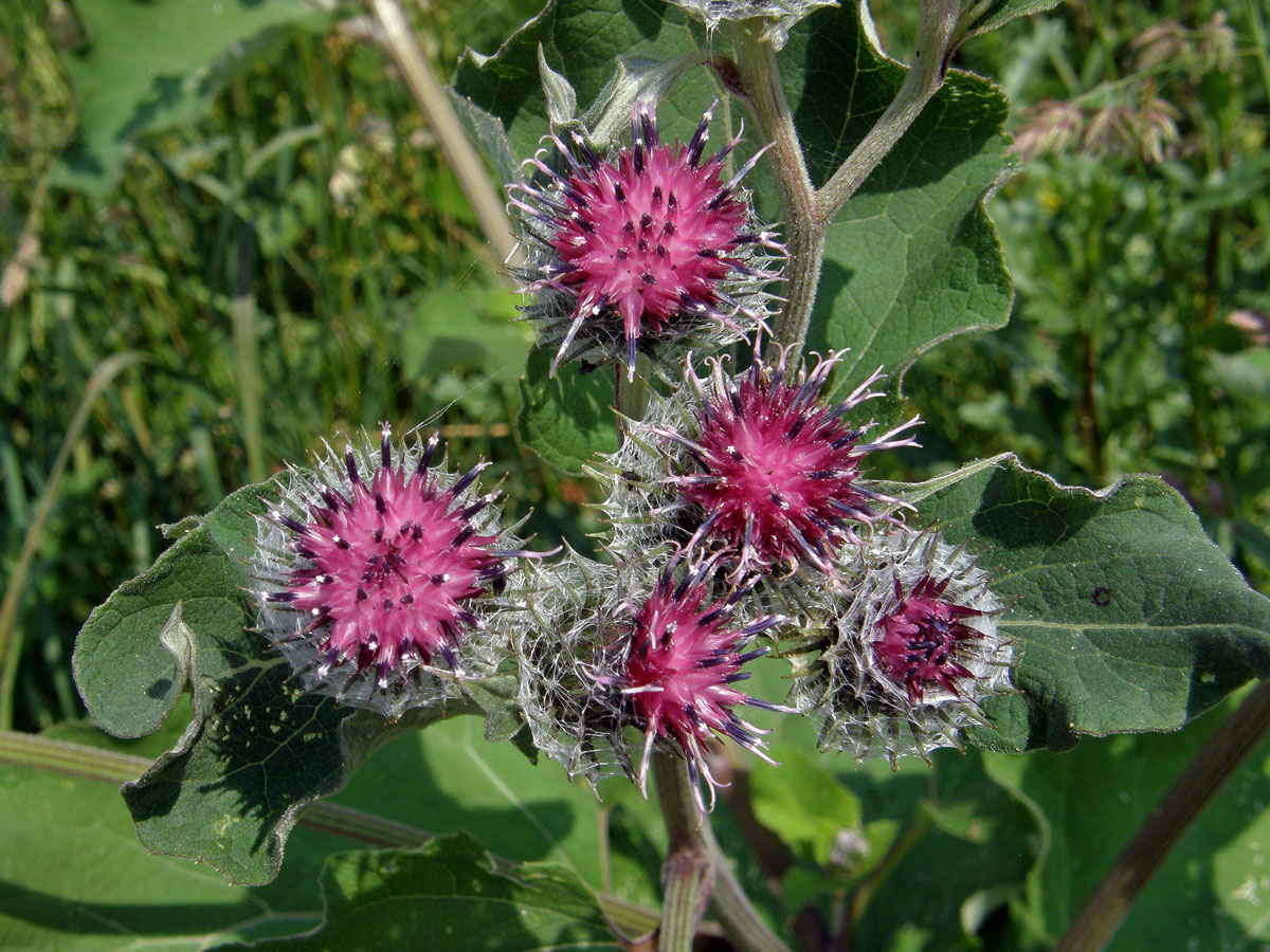 Lopuch plstnatý (Arctium tomentosum Mill.)