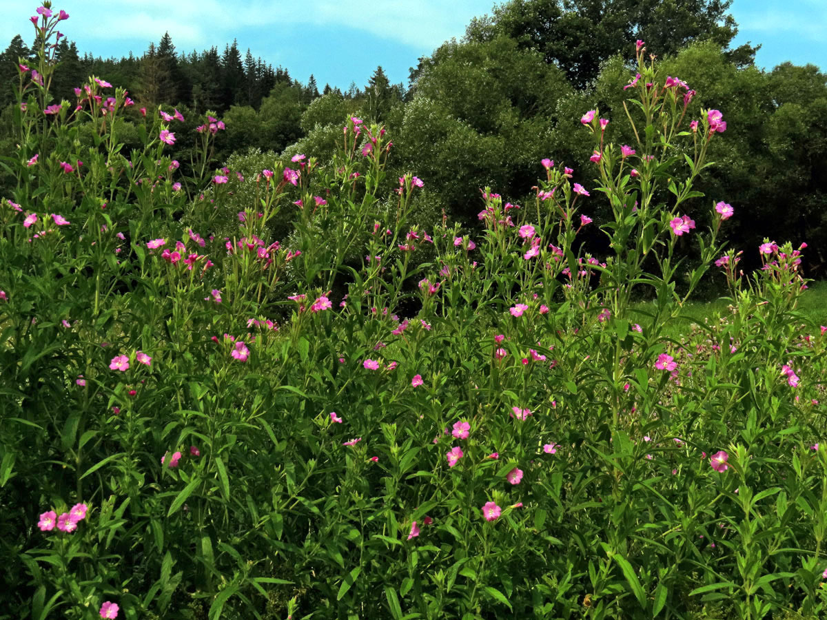 Vrbovka chlupatá (Epilobium hirsutum L.)